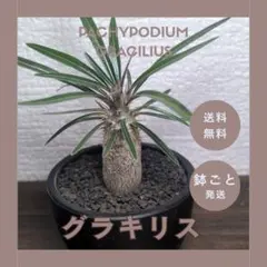 パキポディウム グラキリス 実生 鉢ごと発送 塊根植物 コーデックス