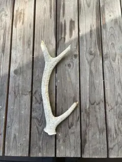 鹿の角 2股 小さめ