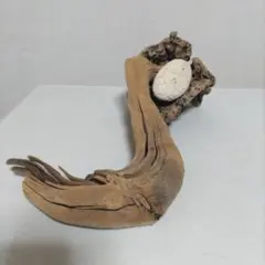流木と軽石のコラボです。