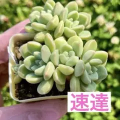 速達 あやの様専用おはな 2ポット小梅の葉挿し用の葉 10枚とわたあめの葉付き！