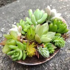多肉植物寄せ植え１４種カット苗　詰め合わせ　セダム弁当セット　初心者入門