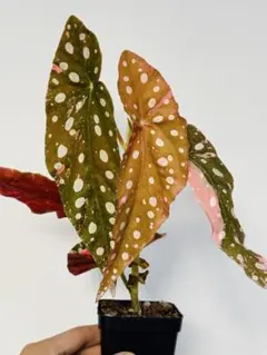 M266ベゴニア マクラータ斑入特上株begonia maculata中株を鉢付 - メルカリ