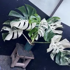 2025年最新】斑入りモンステラ ホワイトタイガーの人気アイテム - メルカリ