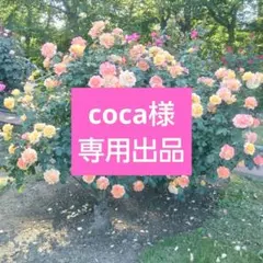 winter rose様専用 シーボン化粧品 2点セット - メルカリ