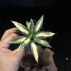 アガベ　笹の雪　サンキング　　　　　　鉢のまま発送 アガベ 笹の雪 サンキング 鉢のまま発送 2025年最新】サンキング