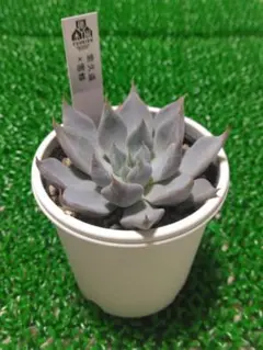 2025年最新】優木園 雪蜂の人気アイテム - メルカリ