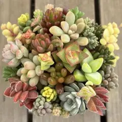 多肉植物 星とつぶの寄せ植え ちまちま寄せ　カラフルセット