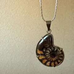 2026年最新】アンモナイト 約10cmの人気アイテム - メルカリ