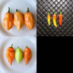 izk様 リクエスト 3点 まとめ商品