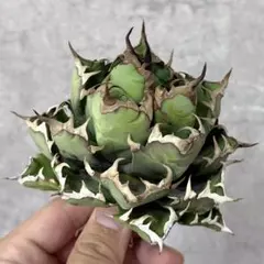 アガベ チタノタ オテロイ 包心竜 コンパクト OC株 ボールタイプ 24