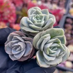 プロフみてねCOOKY様 リクエスト 7点 まとめ商品