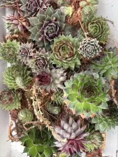 2026年最新】多肉植物 センペルビウム セットの人気アイテム - メルカリ