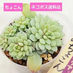 2026年最新】ミックスベリア 円の人気アイテム - メルカリ