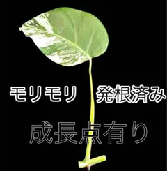2026年最新】ボルシギアナ ミントの人気アイテム - メルカリ