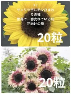 ひまわりの種2品種