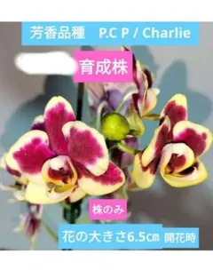 2026年最新】品種名：胡蝶蘭 その他観葉植物の人気アイテム - メルカリ