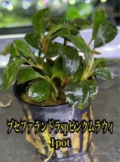 ブセファランドラ sp. ルミナスパープル2 メラウィ水上葉増殖株 ム*オ様 ブセファランドラ sp. ルミナスパープル2 メラウィ水上葉増殖