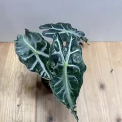 アロカシア ヴェノム Alocasia 'Venom' 管理番号m93 - メルカリ