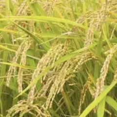 無農薬　玄米のサムネイル