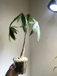 2026年最新】パキラ 斑入り 実生の人気アイテム - メルカリ