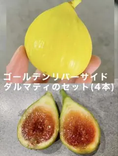 2025年最新】golden riversideの人気アイテム - メルカリ