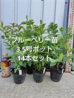 2026年最新】ブルーベリー オニールの人気アイテム - メルカリ