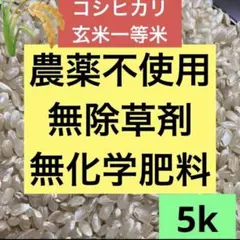⭐️農薬は不使用⭐️5キロ　新米 兵庫県産 コシヒカリ 玄米 一等米♪ 精米無料のサムネイル