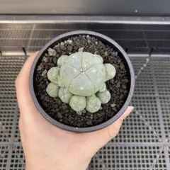 2026年最新】サボテン 烏羽玉の人気アイテム - メルカリ