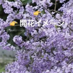 Julia様 リクエスト 2点 まとめ商品