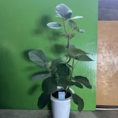 2025年最新】フィカス エベレストの人気アイテム - メルカリ