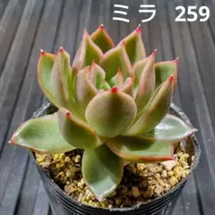 多肉植物 カランコエ ミラベラ 挿し木用枝10本以上 - メルカリ