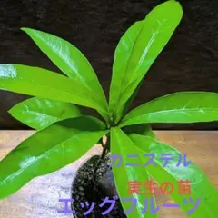 2026年最新】カニステル 苗の人気アイテム - メルカリ