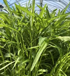 新鮮 空芯菜 やく9.5キロ - メルカリ