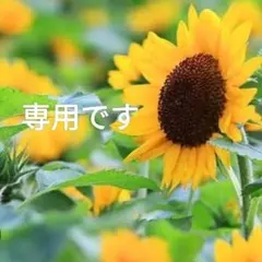 みみさま専用【希少　美しい本革】ガマ財布　ラベンダー　限定色　バイソン みみさま専用【希少 美しい本革】ガマ財布 ラベンダー 限定色 バイソン