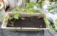 ⭐たらの芽 苗木⭐ ⭐20本⭐ 楽天市場】タラの芽 苗の通販