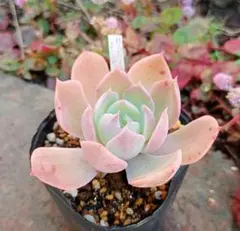 2025年最新】多肉リンゼアナの人気アイテム - メルカリ