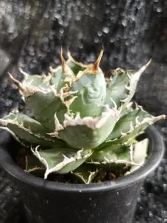 2025年最新】アガベ 海王の人気アイテム - メルカリ