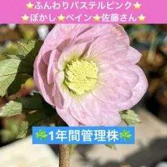 44☘️1年間管理株☘️⭐️SD⭐️紅ピンクオーレア⭐️渋葉⭐️広瀬