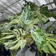 現品］28番 Y マドカズラ ミント 斑入り 7号 観葉植物 室内 レア