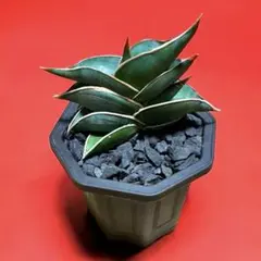 2026年最新】サンスベリア ロリダの人気アイテム - メルカリ