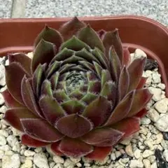 多肉植物 アエオニウム 海王七彩錦 抜き苗 ◎メルカリ便◎ - メルカリ