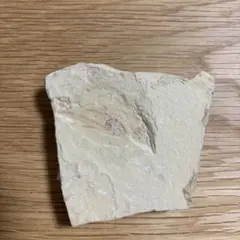 魚の化石　約5500万年前　ニシン亜目　いわき市石炭化石館のサムネイル