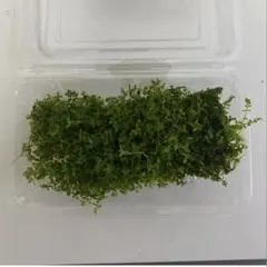 ヤザワ様 リクエスト 2点 まとめ商品