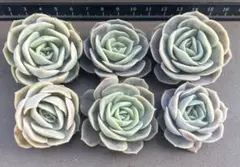 kazu様 リクエスト 2点 まとめ商品