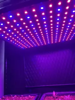 LEDライト爆速むっちり育ちます。パキポディウム 実生苗 塊根植物 コーデックス 二枚セットなら15000円LEDライト爆速むっちり育ちます。パキポディウム