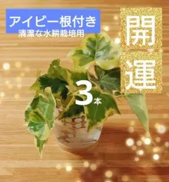 アイビー根付き3本　観葉植物、ハイドロカルチャー、水耕栽培、開運のサムネイル