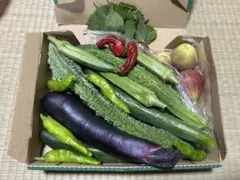 野菜セット　野菜詰め合わせ　野菜　ゴーヤ　ししとう　大葉　イチジク いちじく