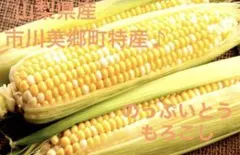 7.ヒロ様専用6本【朝どれスーパースイートコーン甘々娘】農薬不使用