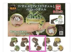 いきもの大図鑑 指まきコレクションツノガエルとアメフクラガエルとバジェットガエル