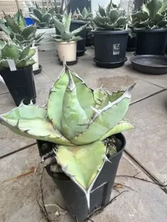 H*i様 アガベ オアハカ 超強棘株 コンパクトライムグリーンタイプ H*i様 アガベ オアハカ 超強棘株 コンパクトライムグリーンタイプ